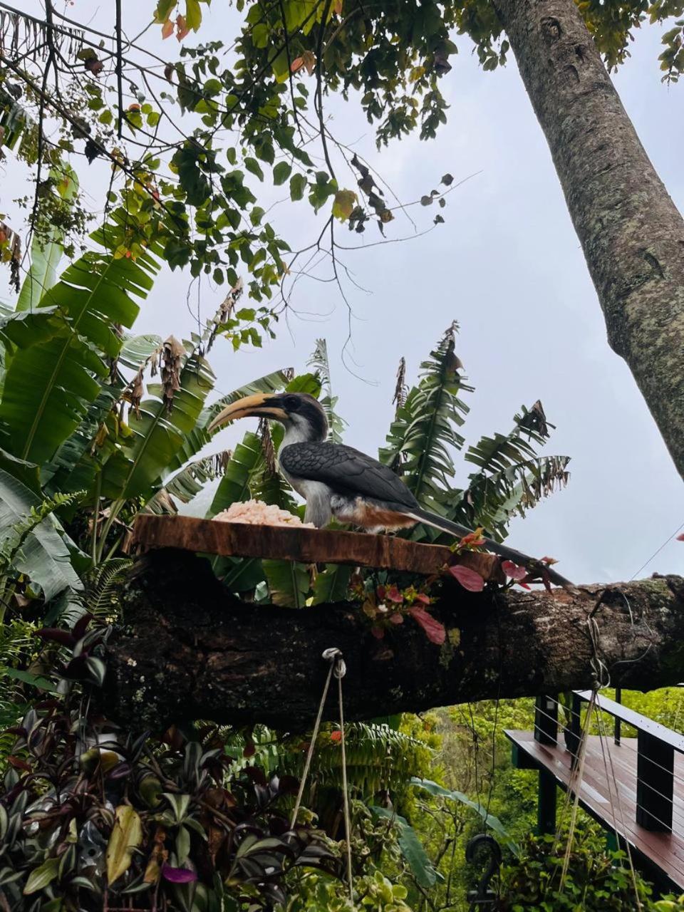 Gaia Ella Ecolodge And Yoga Centre Ngoại thất bức ảnh
